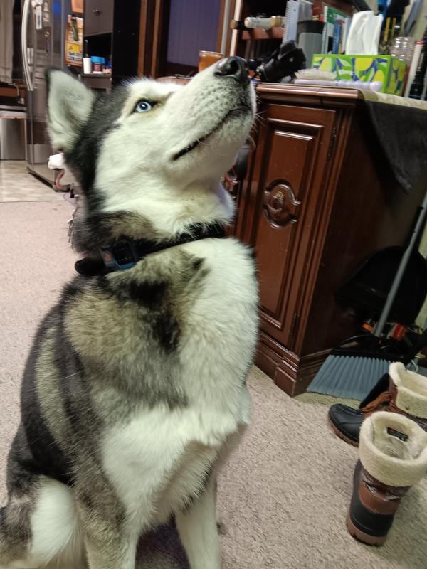 Sitting very attentive after warning sound.