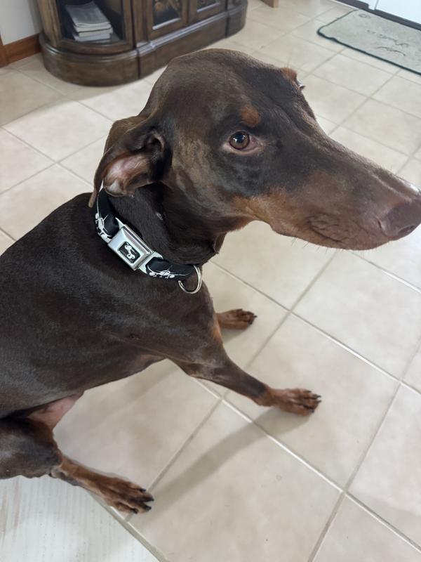 He can be camera shy, but he loves his new collar