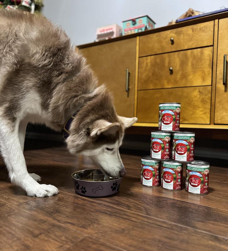 Jenna enjoying her Purina One Plus