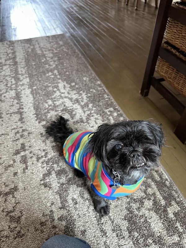 Sitting to show what a good boy he is.