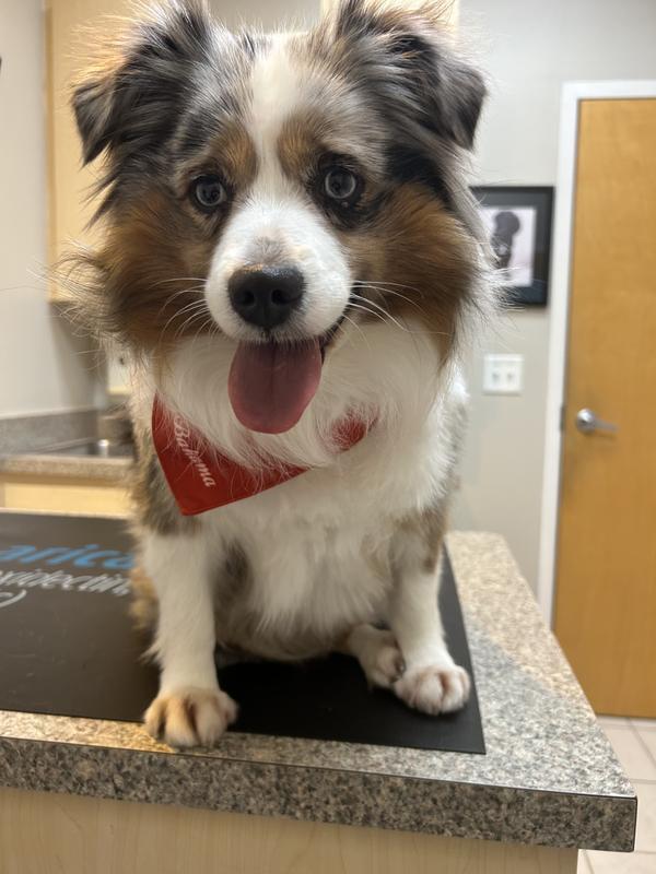 Chloe four years old