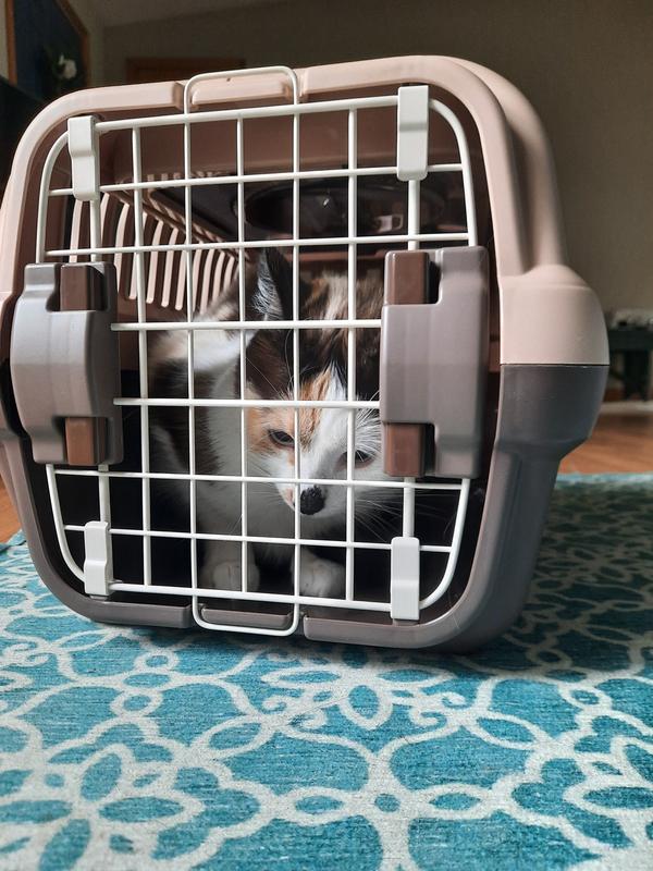Matches our calico mix!