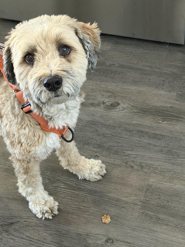 First time on a treat. He licked and stared at me like DUUUUUDE!