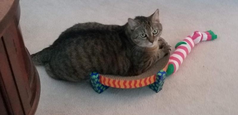 he thinks he's still a kitten