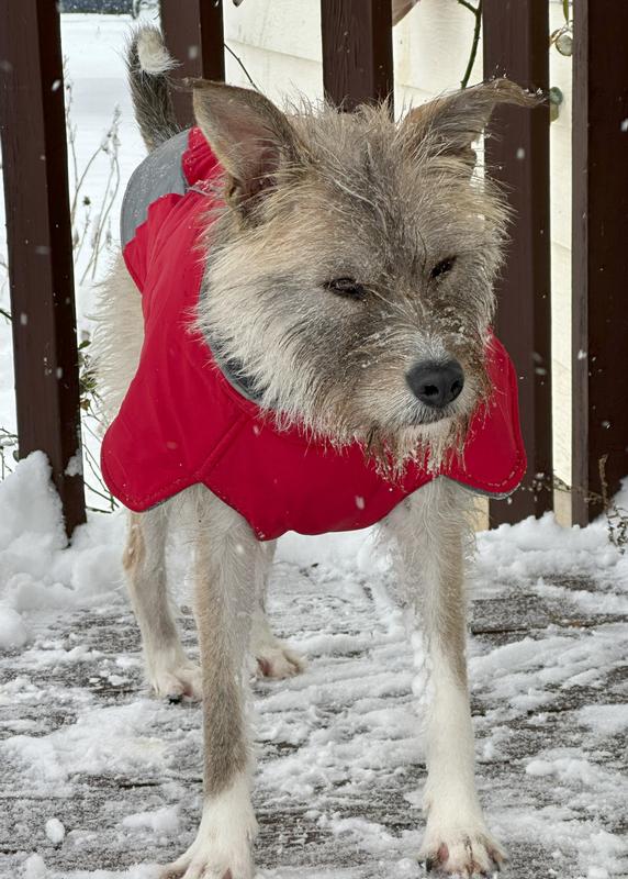 Our healthy and happy mixed terrier!
