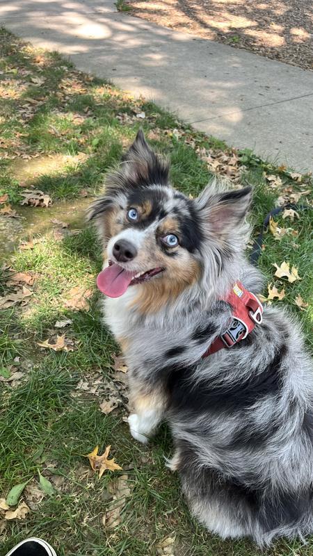 Look at her beautiful healthy coat!