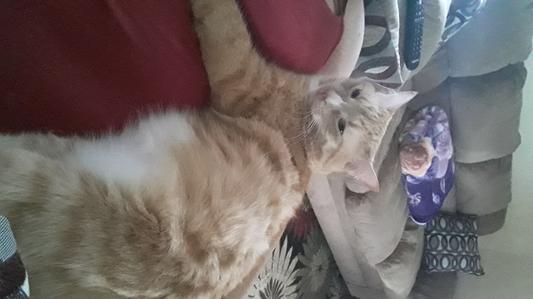 Symba the cuddle monster