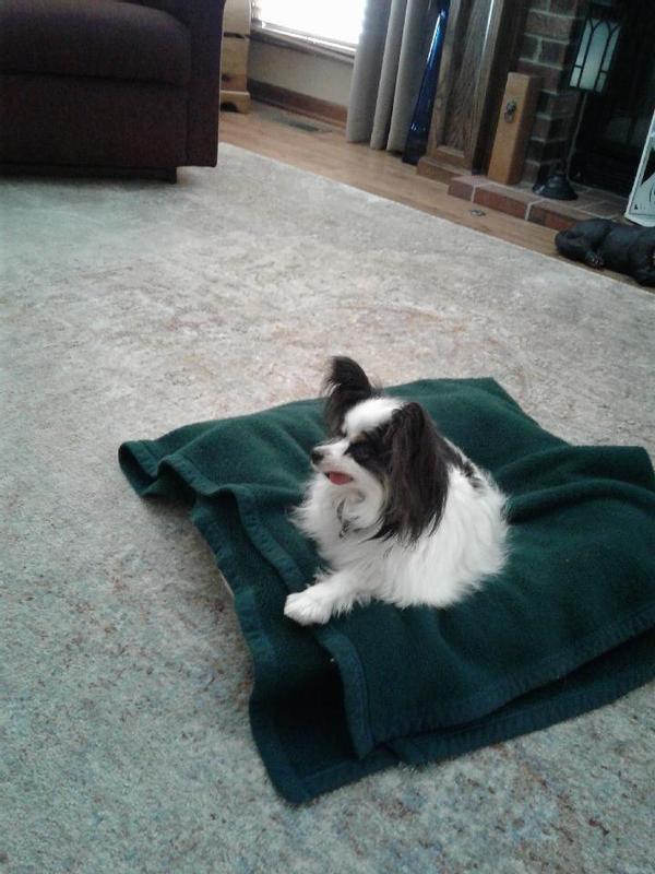 Chewy.com's #1 customer