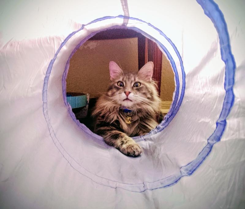 Logan Loves Inaba Bisques