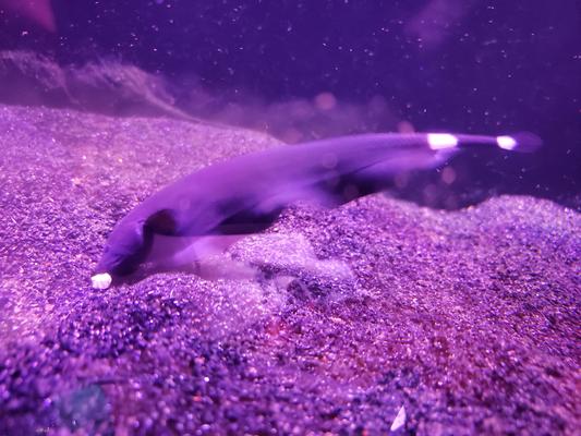 My young black ghost knife fish eating a pellet