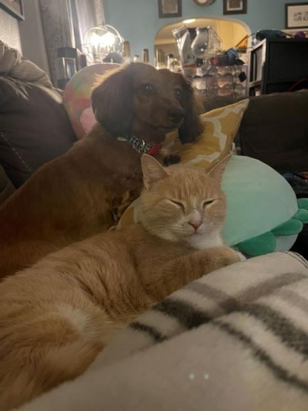 Our little dog Lilo also approved of the flavor :)