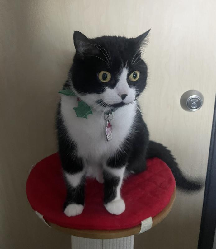 I forgot to get a picture of him sleeping on it, but here is him sitting