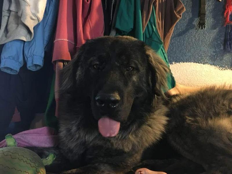Quinn guarding her bowl , Bruno smiling with a full belly