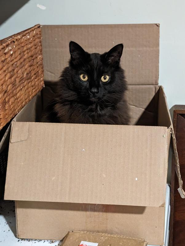 Gigi, Scotty's sister, 7 yo