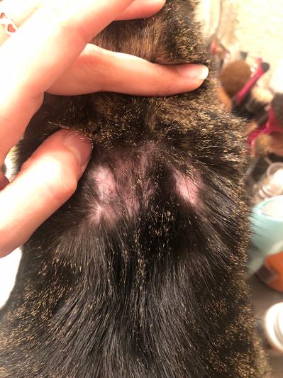 Shoulder Blades My Cat Is Getting Bald Patches HARTZ UltraGuard