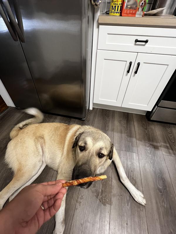 Dragito, drooling himself for a mon2sun chicken treat.