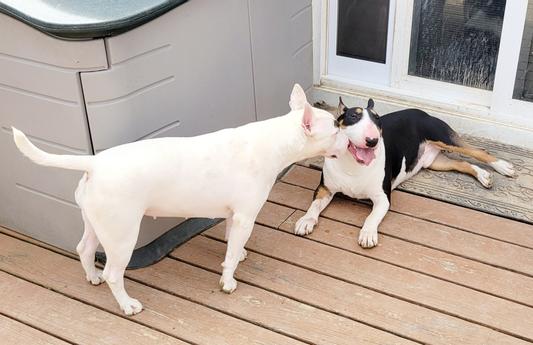 Happy pups!