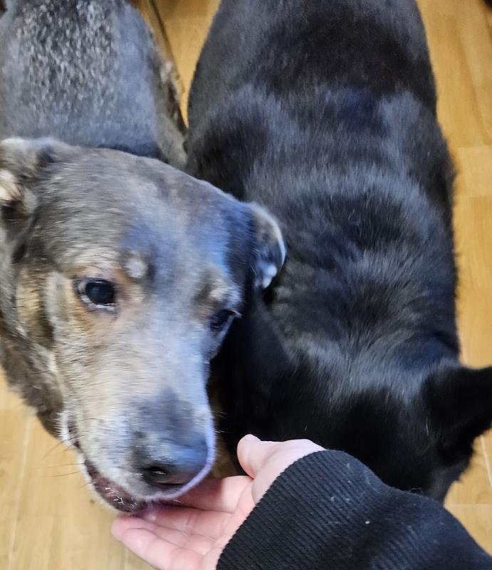 Lovey hiding her face because she doesn't want the treats, so Bailey eats them for her.