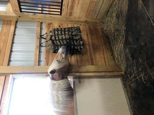 Stands up to my draft horses.