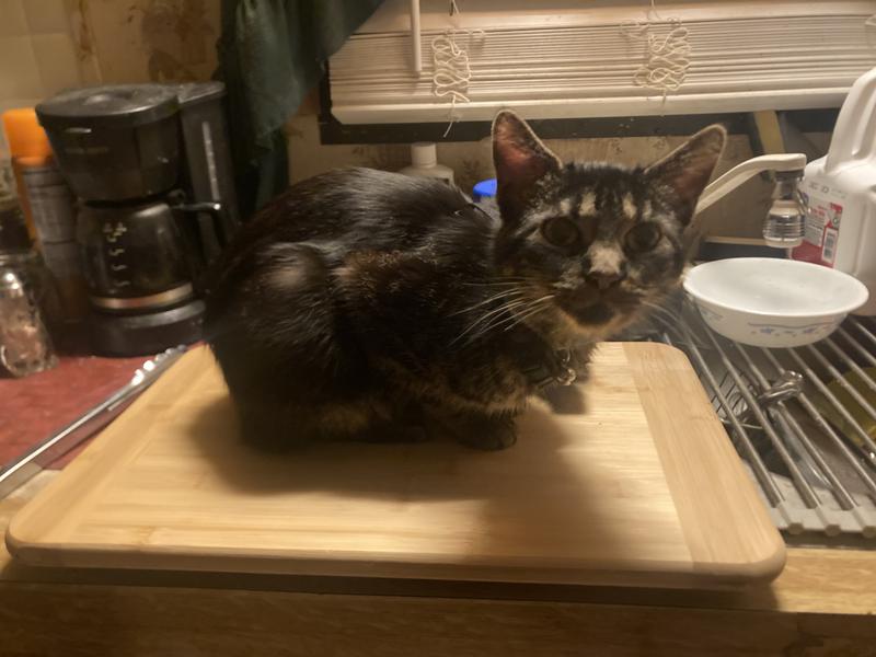 The little chicken who doesn’t eat chicken