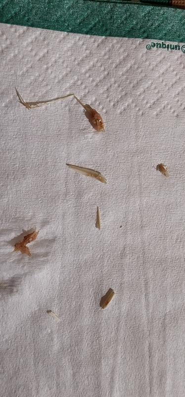 Bones found in product.