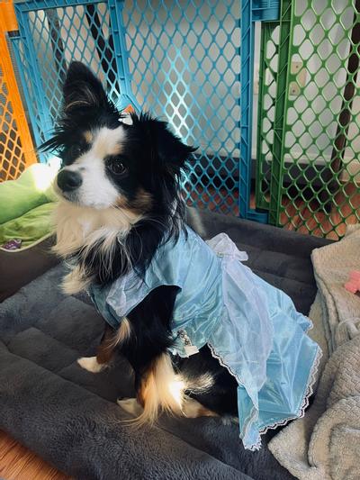 Cinderella dog clearance costume