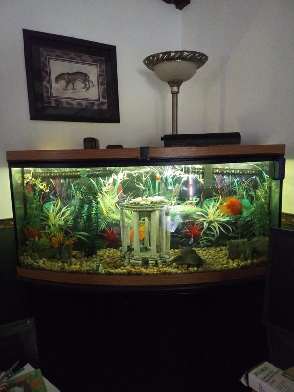 98 gallon bowed tank.