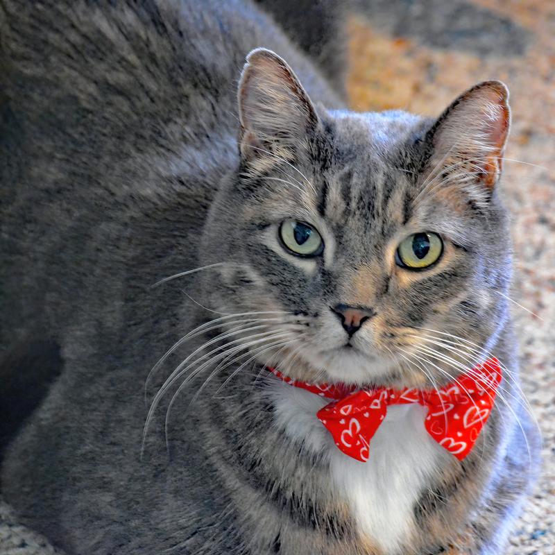 Frisco Celebrations Pet Bow Tie Set