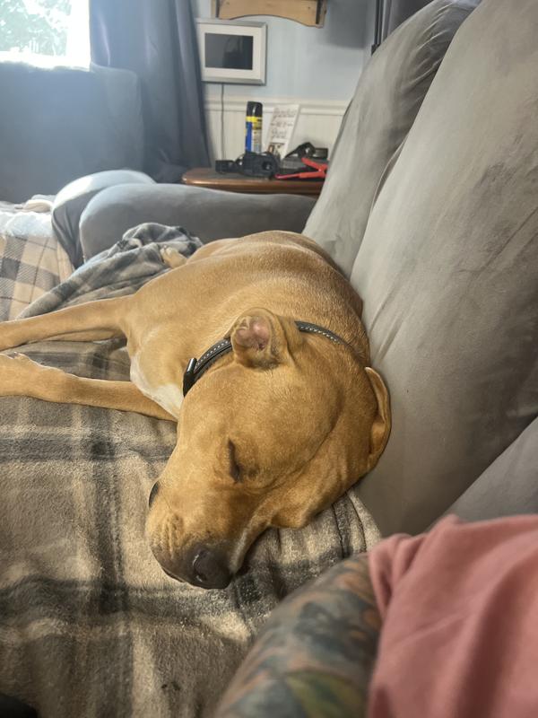 Another couch potato, but we love them