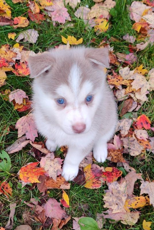 My Crazy Pomsky Pup Ava Learning to Sit/Stay at 5 weeks Old using Wellness Soft Puppy Bites Treats