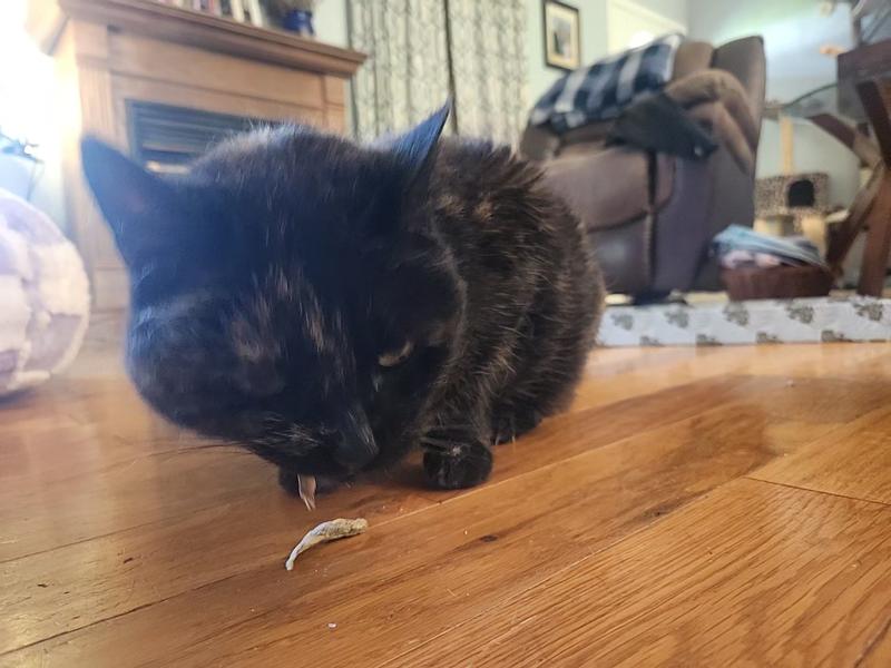 Vital Essentials Salmon Bites Freeze-Dried Raw Cat Treats