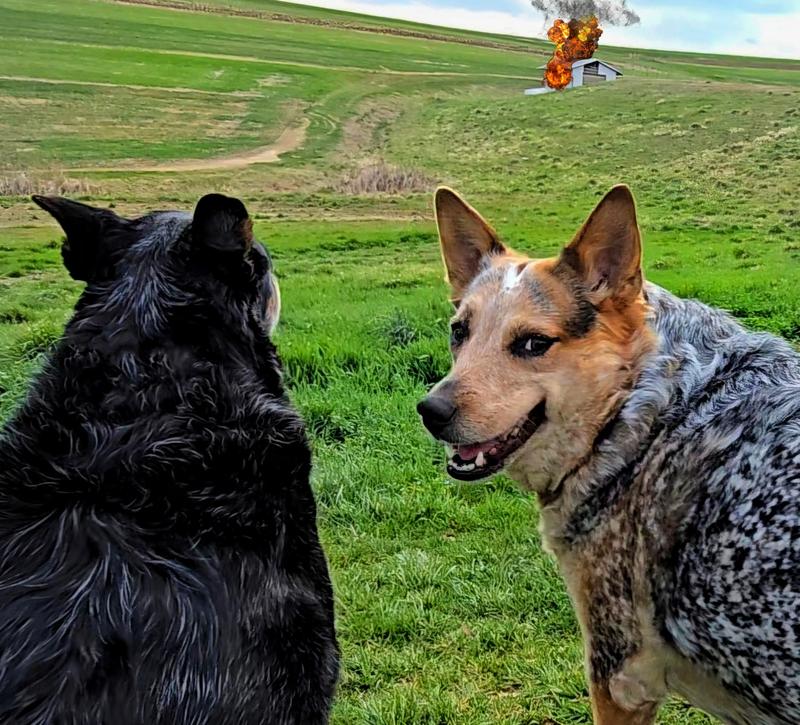Couldn't get a photo of the ball in action so.. here is a photoshopped photo of Drax and Eleanor watching the world burn lol.