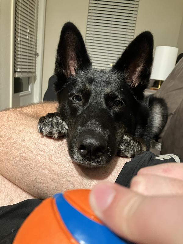 “Pls gib bol 🥺👉👈”