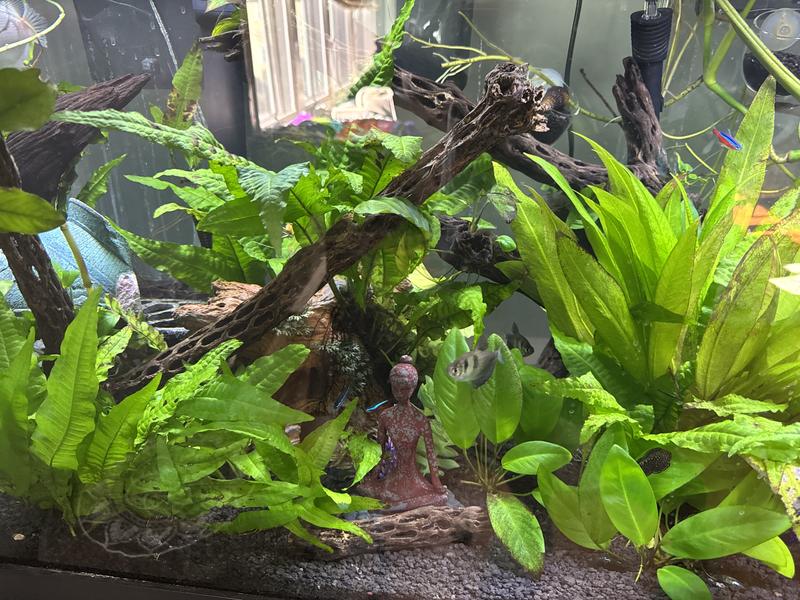 Fresh water planted tank