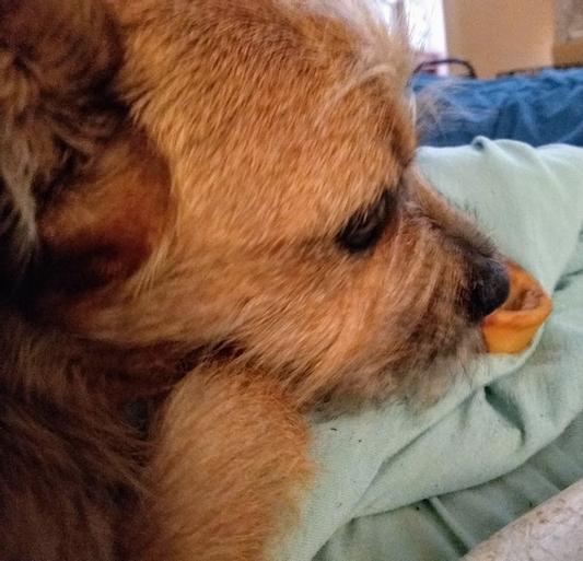 Medium size dog to bone size comparison