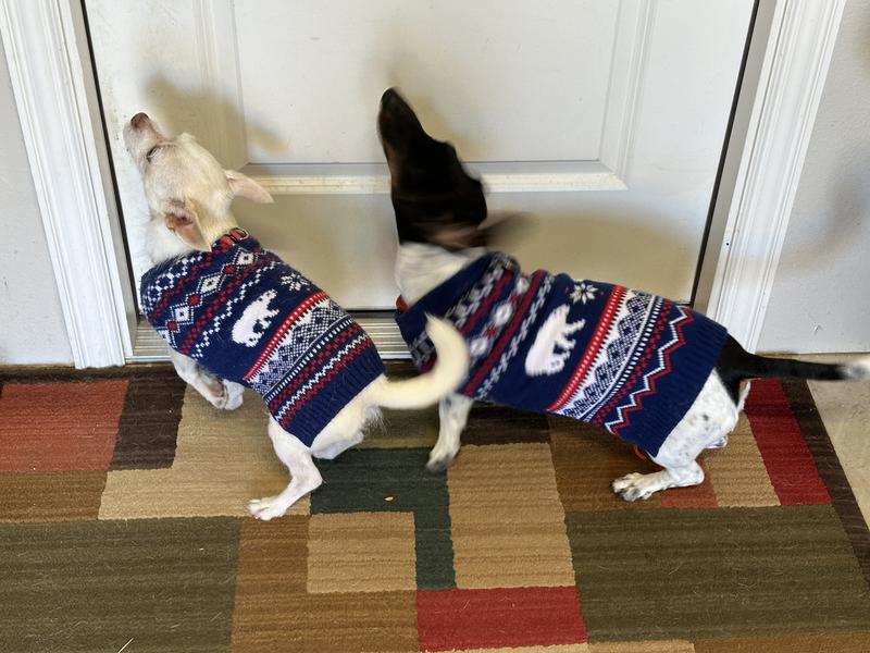 HILL'S PRESCRIPTION DIET Metabolic Lamb Meal & Rice Dry Dog Food, 6lb bag