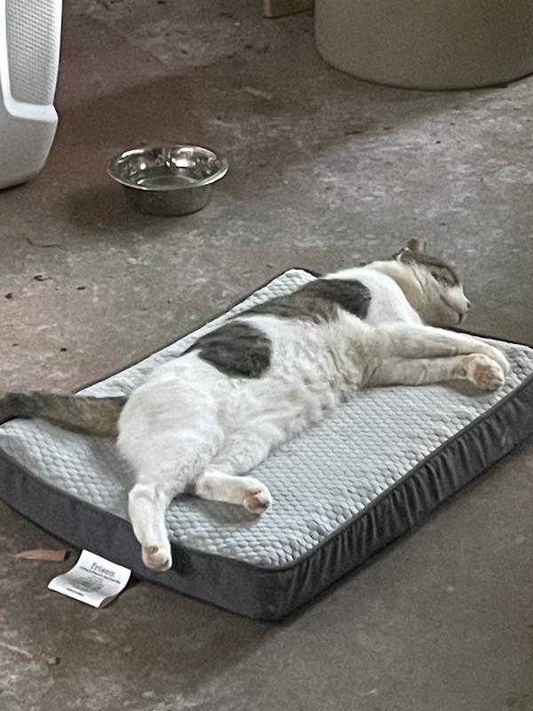 FRISCO Cooling Orthopedic Dog Crate Mat, 48in