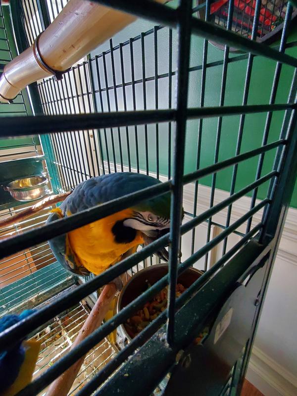 Eating new fruity bites