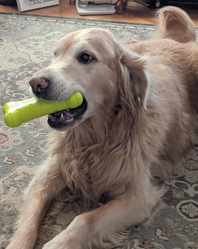 Archie's brand new Hyper Chewz dog bone