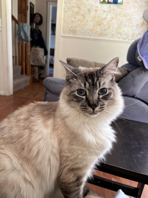 Kai his new nickname is fat cat as he’s almost about 12-13 lbs Hess a big boy!!