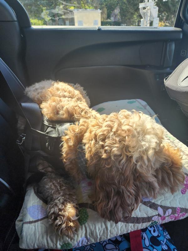 My Westie is in the mid range for fit for this size harness and my Doodle is at the upper weight and chest measurement for the harness. It is easily adjustable.