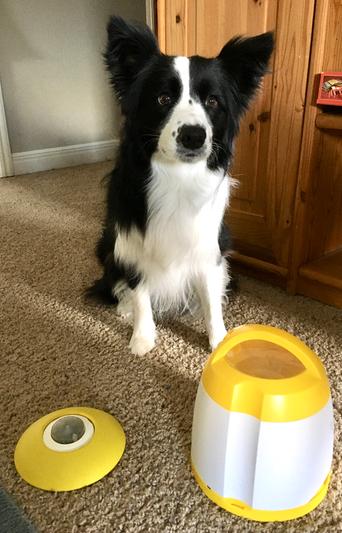 ARF PETS Memory & Training Activity Dog Treat Dispenser 