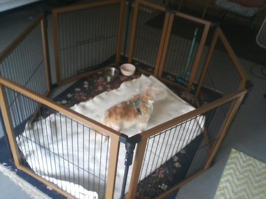 Lillie in her new pen