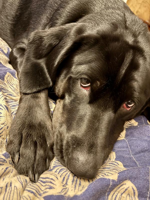 George after his bath