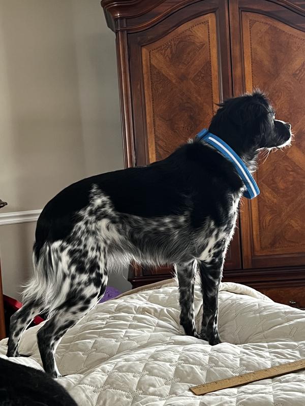 Great quality but too big.