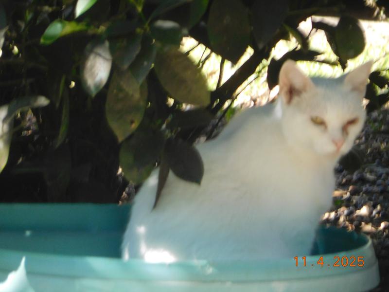 Salt enjoying the bottom of a clean and empty litter box in the sunshine on a cool afternoon.