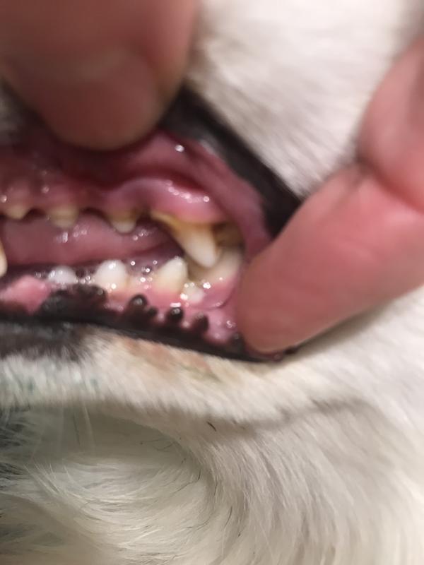 she just has mild tarter but it is same as before product use