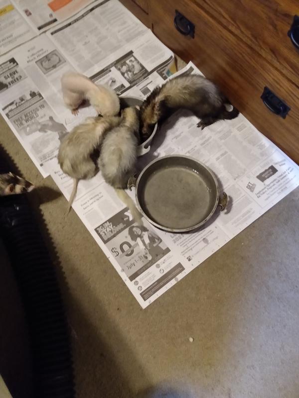 My ferrets at play.