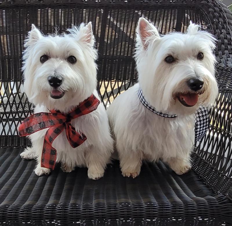 Our Westies love this food