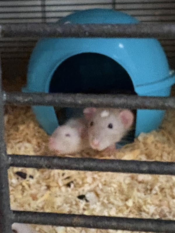 A couple of my babies in their new happy home.